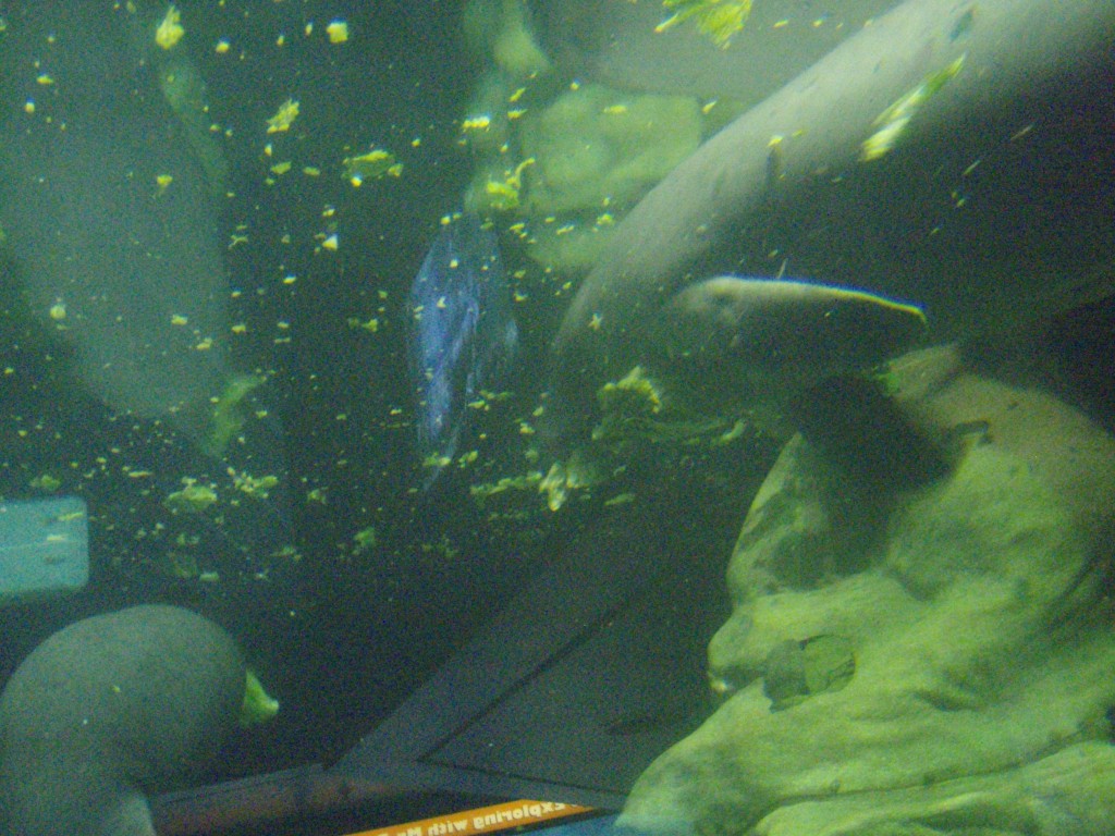 sm_P5052909.JPG