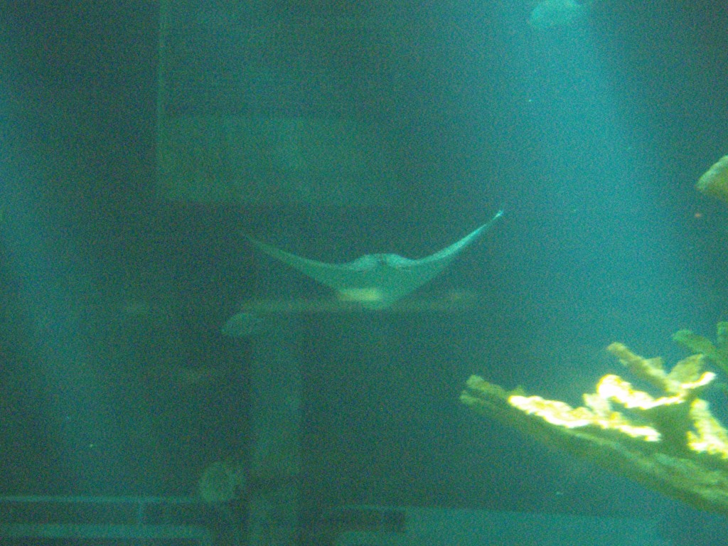 sm_P5052933.JPG