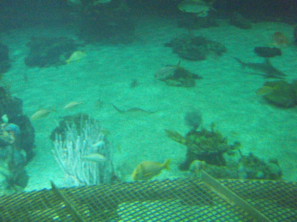 sm_P5052942.JPG