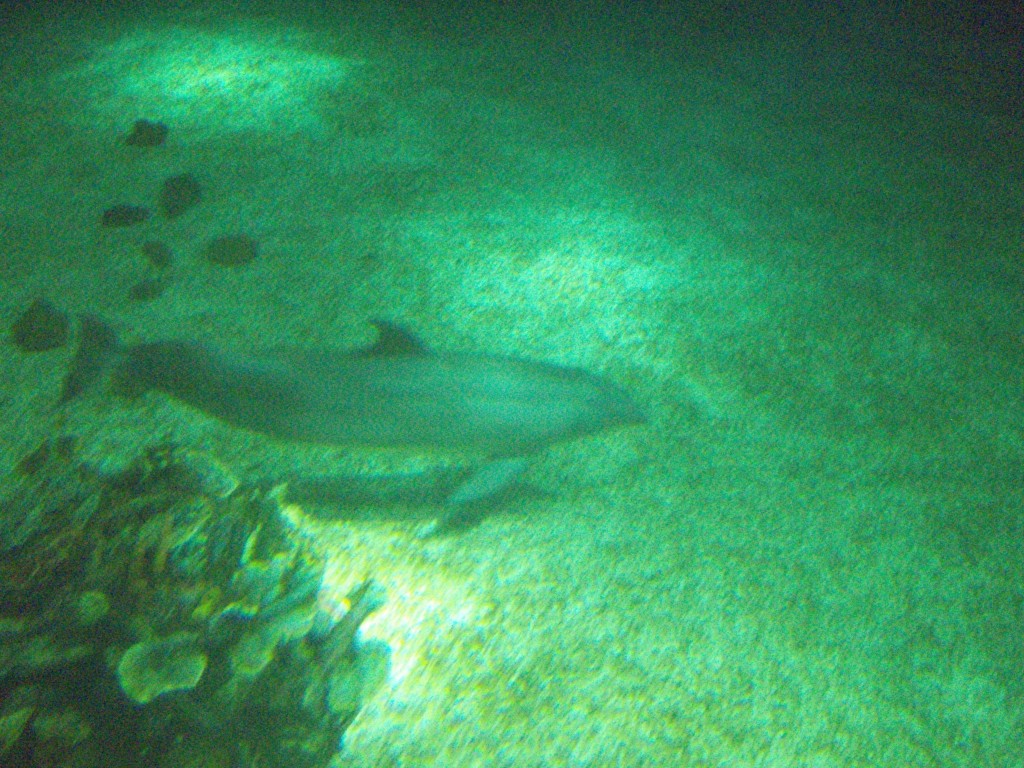 sm_P5052945.JPG