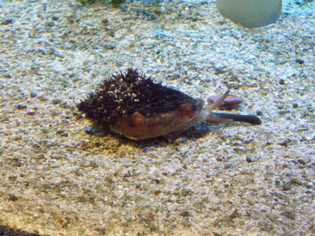 sm_P5052971.JPG