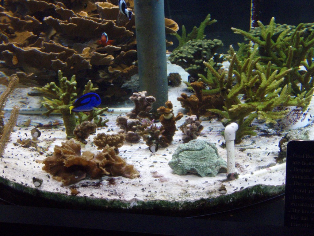 sm_P5052975.JPG