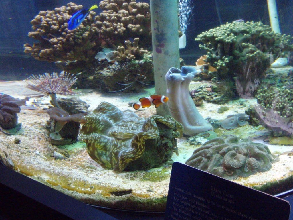 sm_P5052976.JPG
