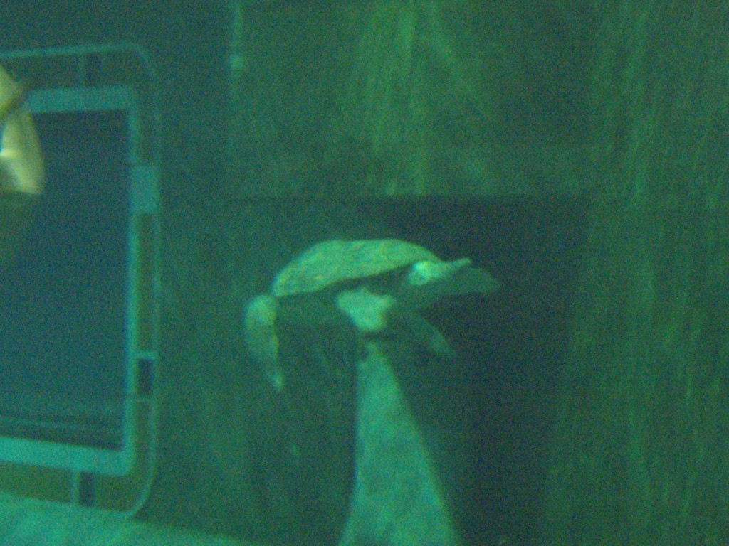 sm_P5052989.JPG