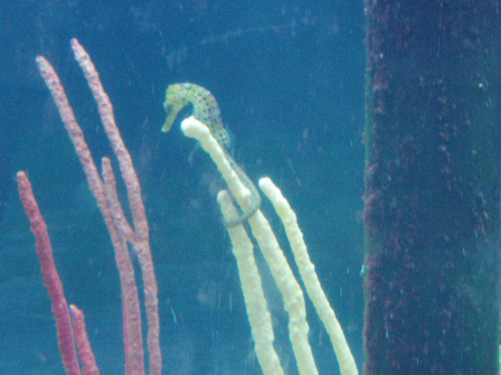 sm_P5056908.JPG