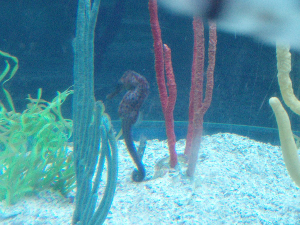 sm_P5056909.JPG