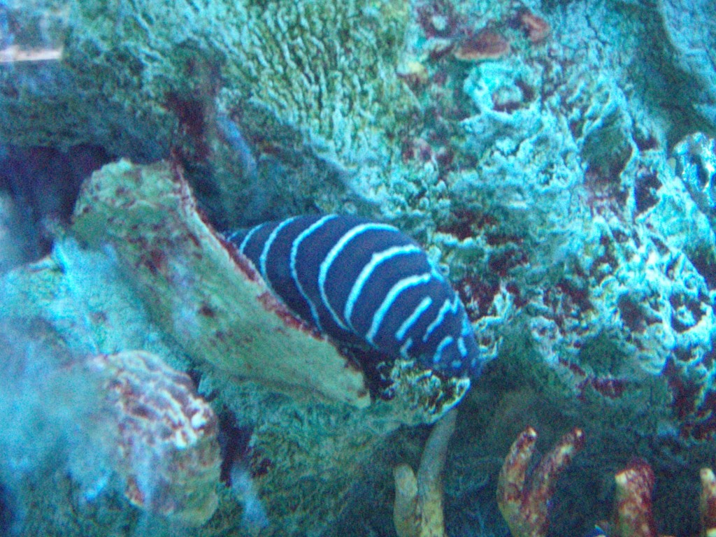sm_P5056910.JPG