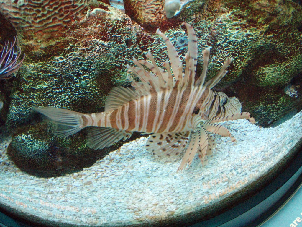 sm_P5056914.JPG