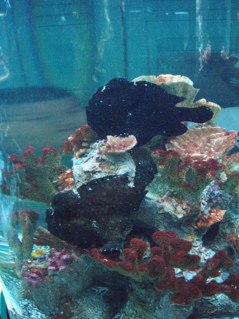 sm_P5056916.JPG