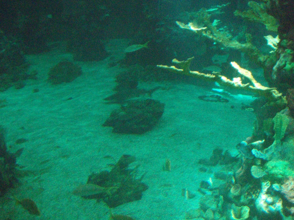 sm_P5056943.JPG