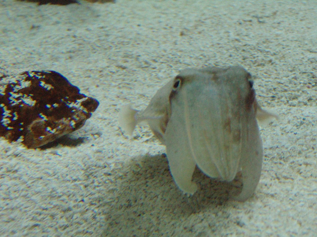 sm_P5056961.JPG