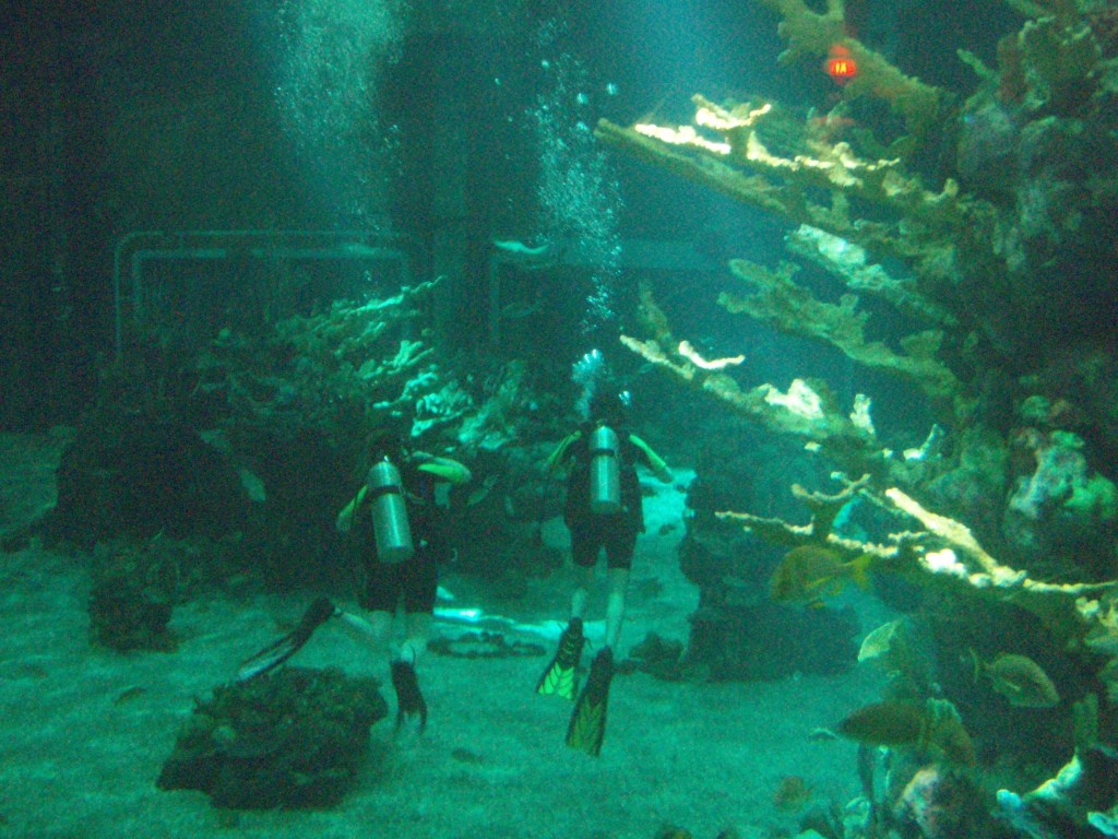 sm_P5057010.JPG