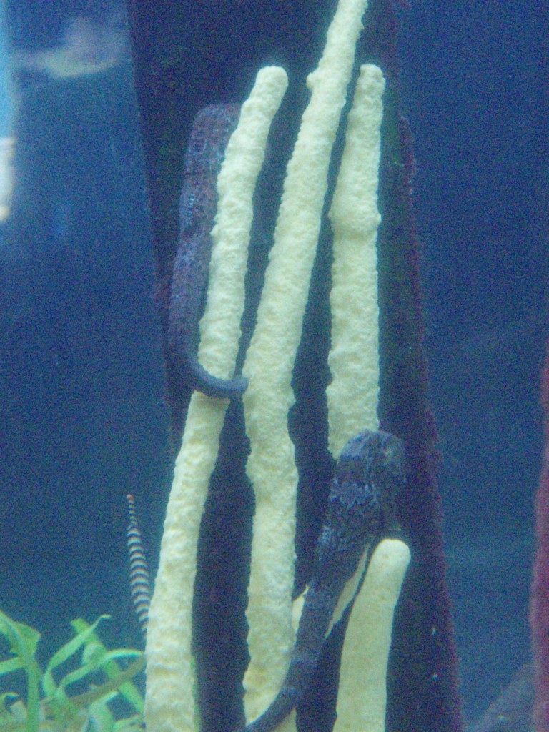 sm_P5083422.JPG