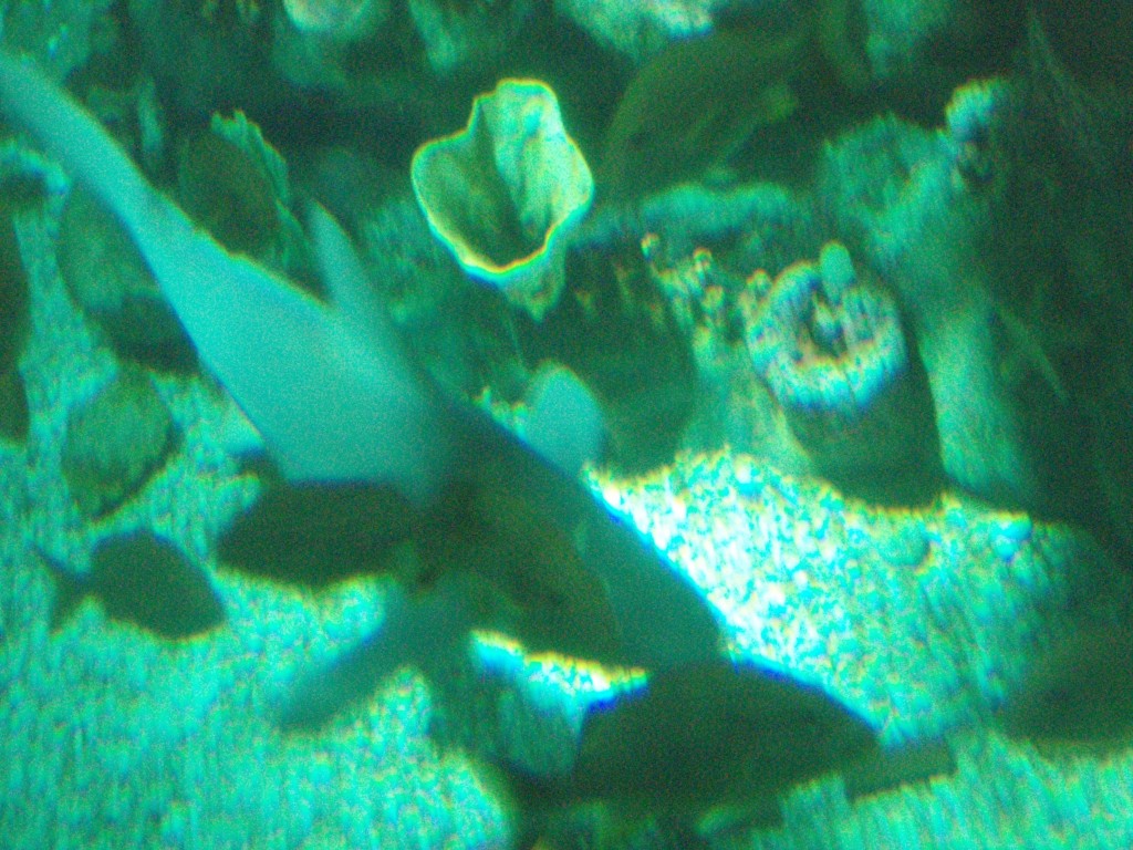 sm_P5087552.JPG
