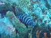 sm_P5056910.JPG