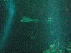 sm_P5057021.JPG