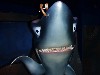 sm_P5083425.JPG