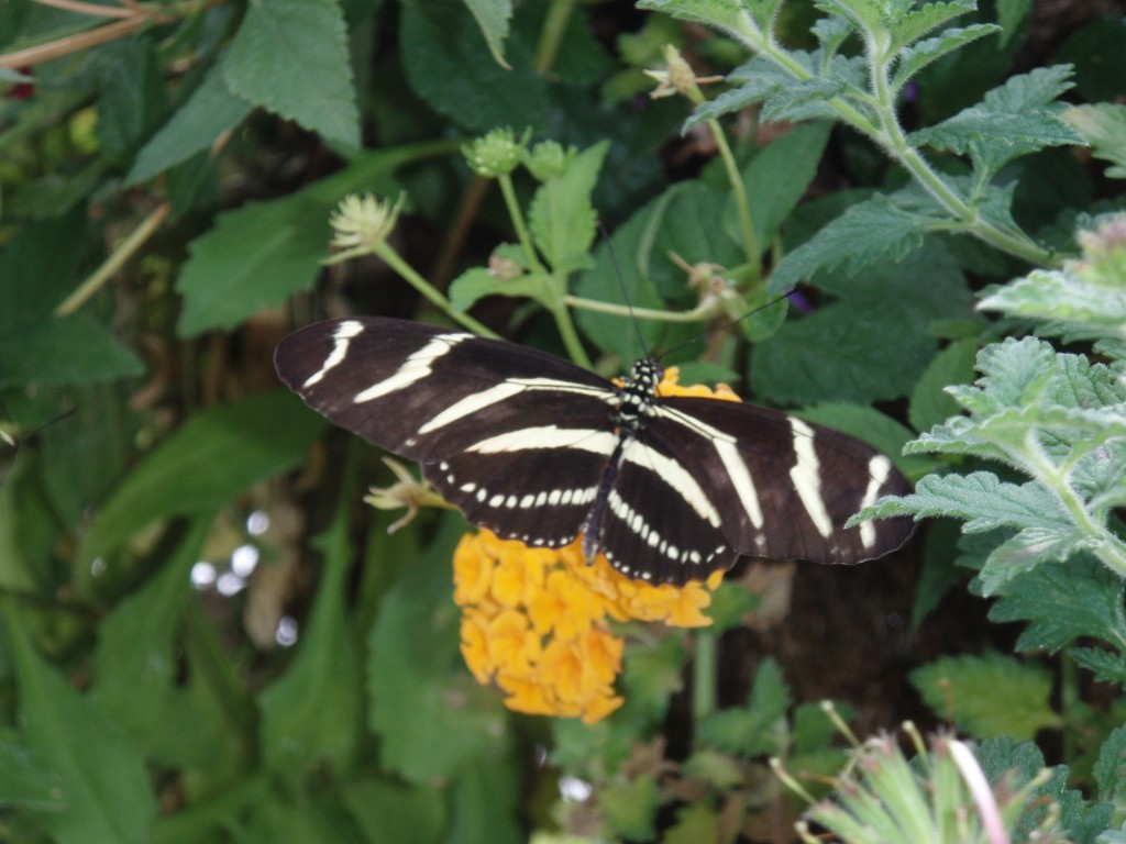 sm_P5046779.JPG