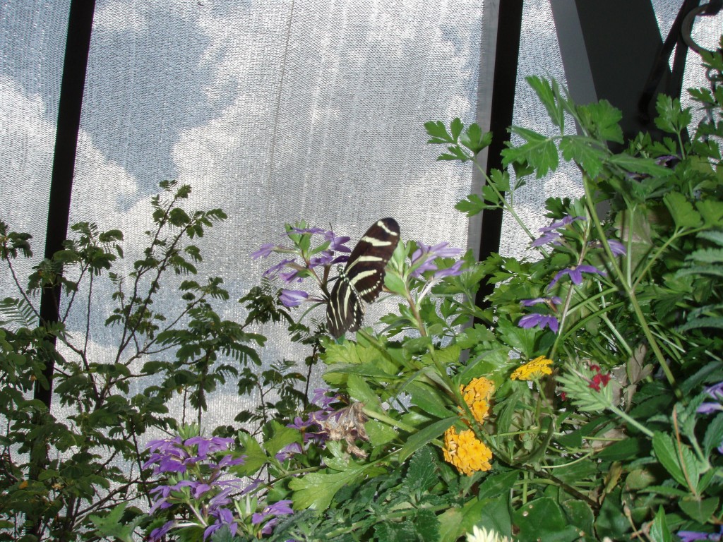 sm_P5046780.JPG
