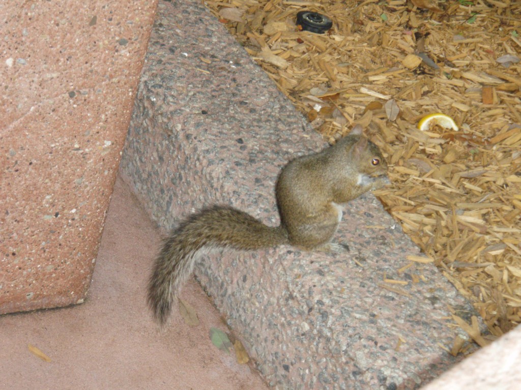 sm_P5063170.JPG