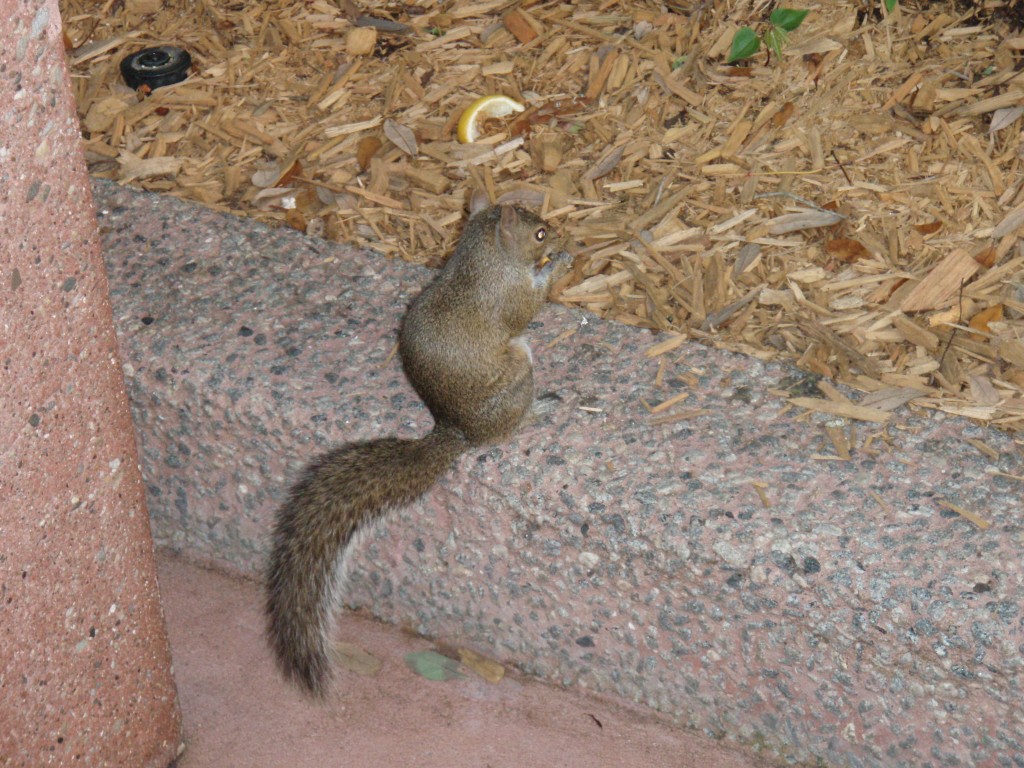 sm_P5067191.JPG