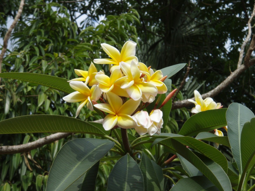 sm_P5083426.JPG