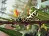 sm_P5042819.JPG