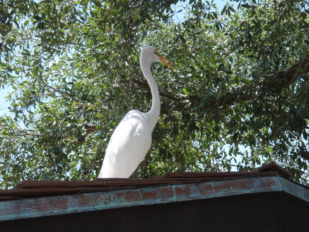 sm_P5032695.JPG