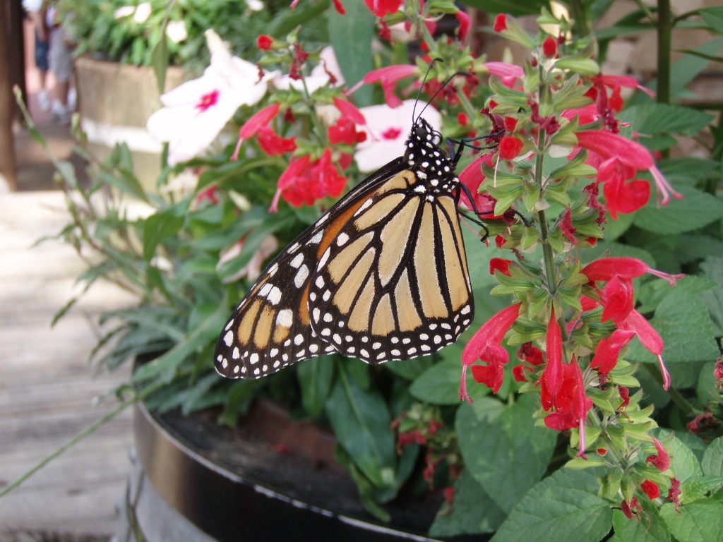 sm_P5036723.JPG