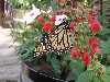 sm_P5036723.JPG