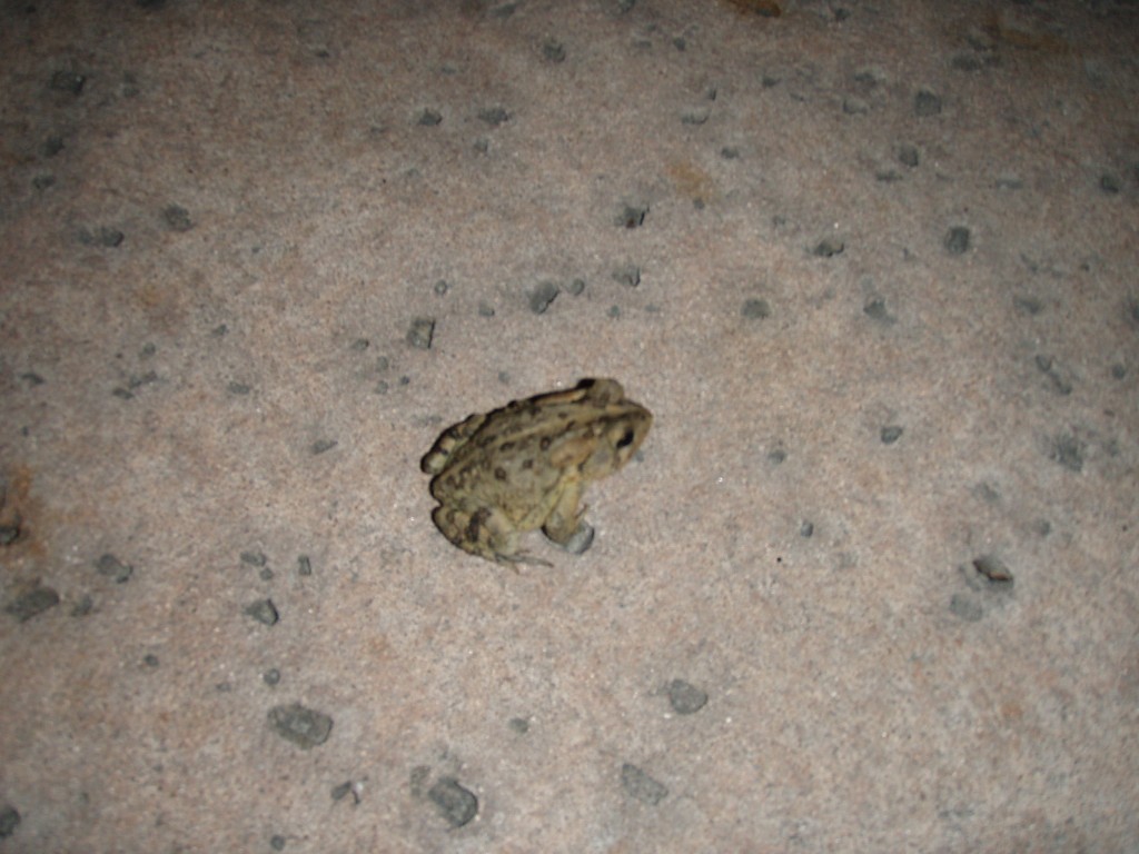 sm_P5036762.JPG