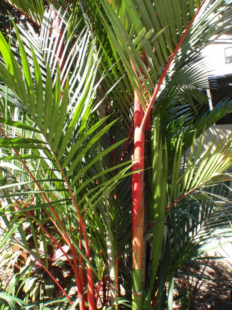 sm_AR-P8313640.JPG