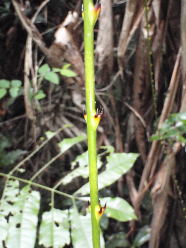 sm_P9044474.JPG