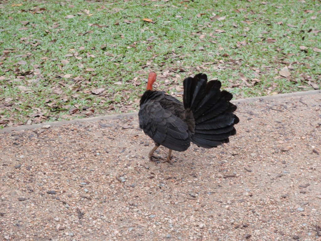 sm_P9044477.JPG