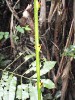 sm_P9044474.JPG