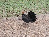 sm_P9044477.JPG