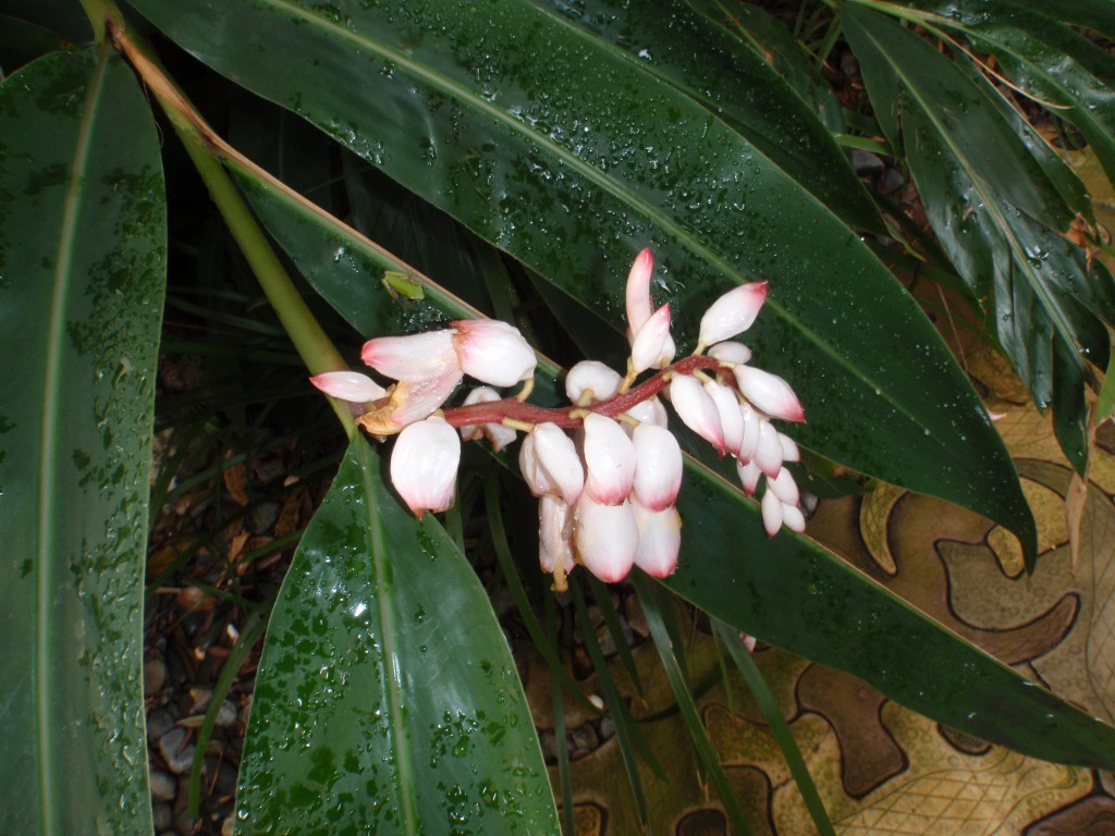 sm_AR-P9054439.JPG