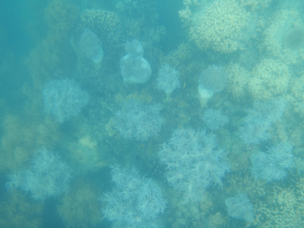 sm_AR-P9064547.JPG