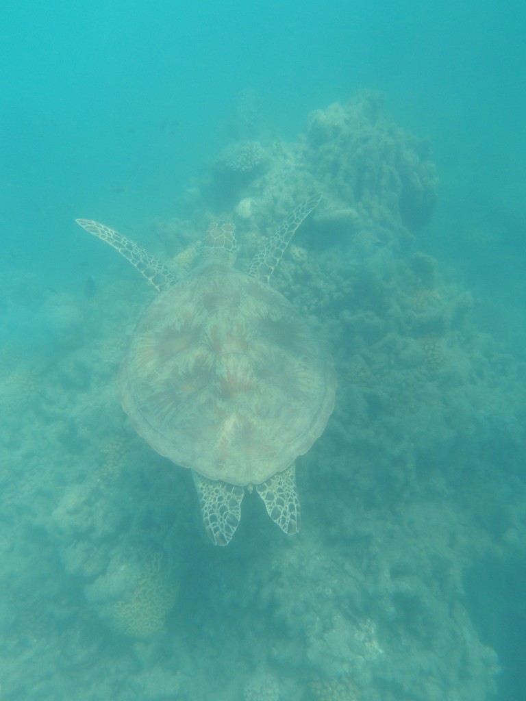 sm_AR-P9064556.JPG