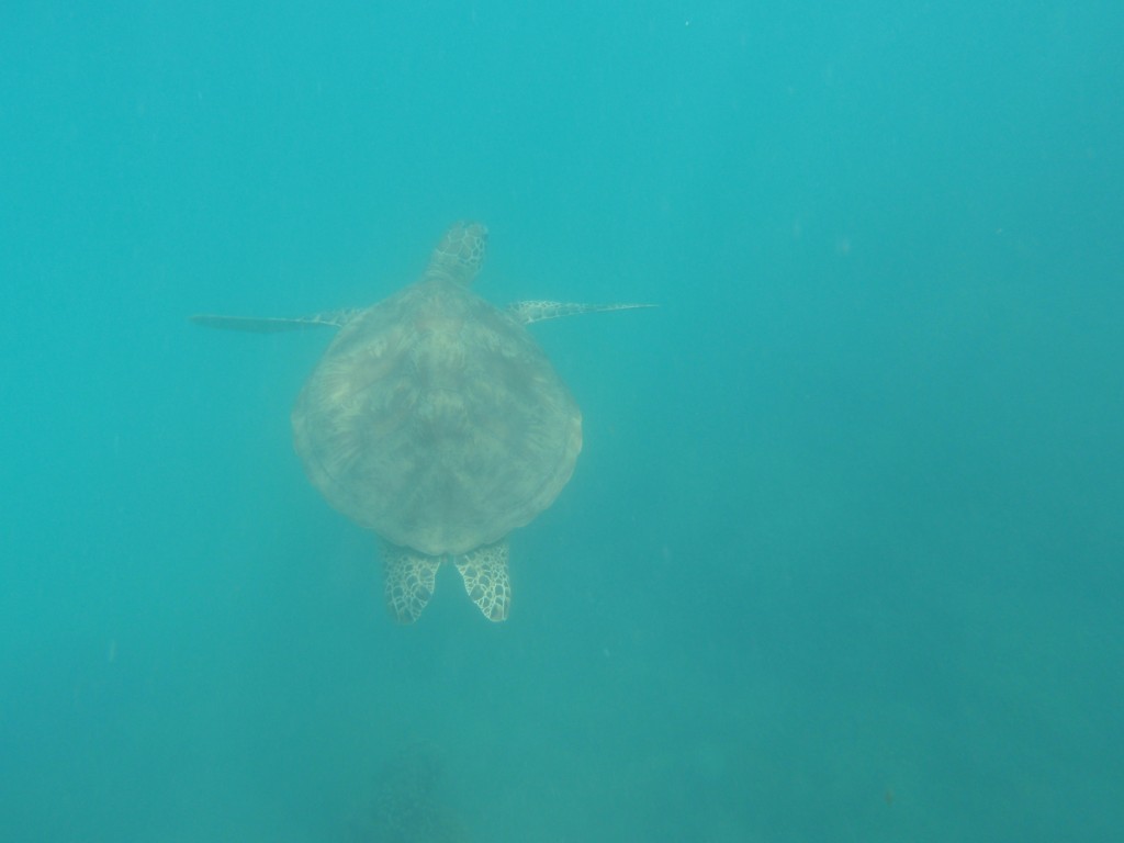 sm_AR-P9064557.JPG