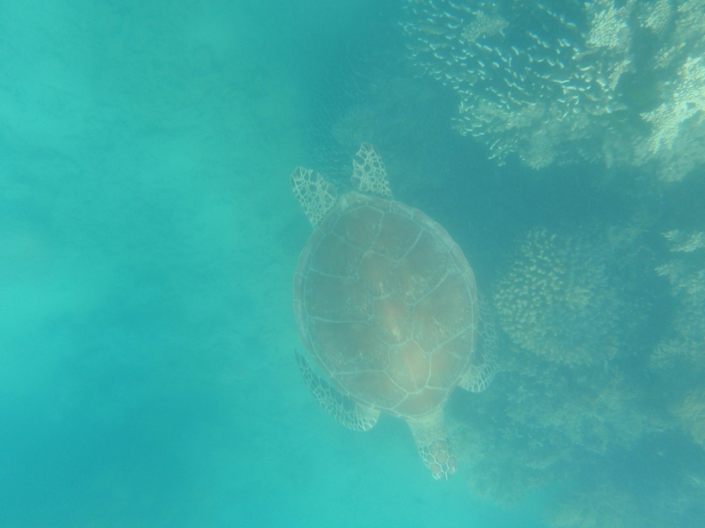 sm_AR-P9064580.JPG