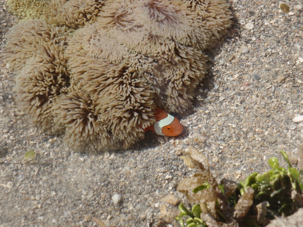 sm_AR-P9064648.JPG