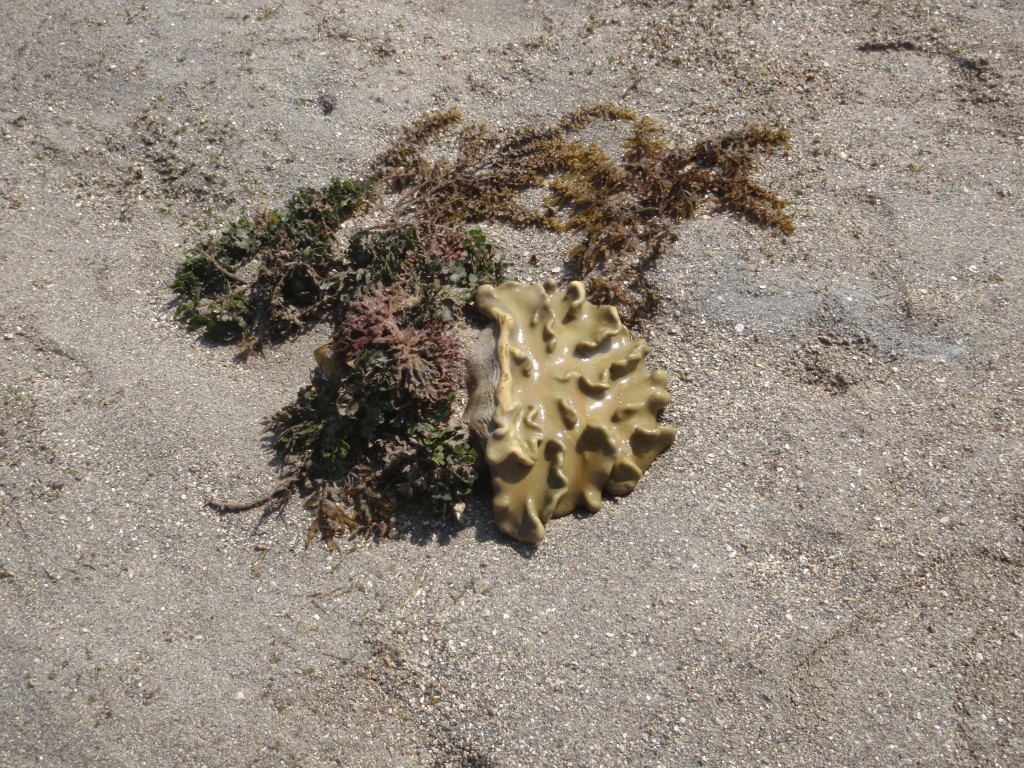 sm_AR-P9064666.JPG