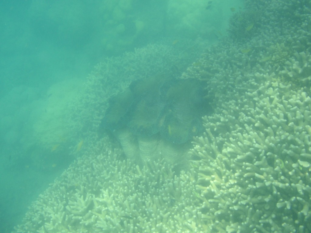 sm_P9064728.JPG
