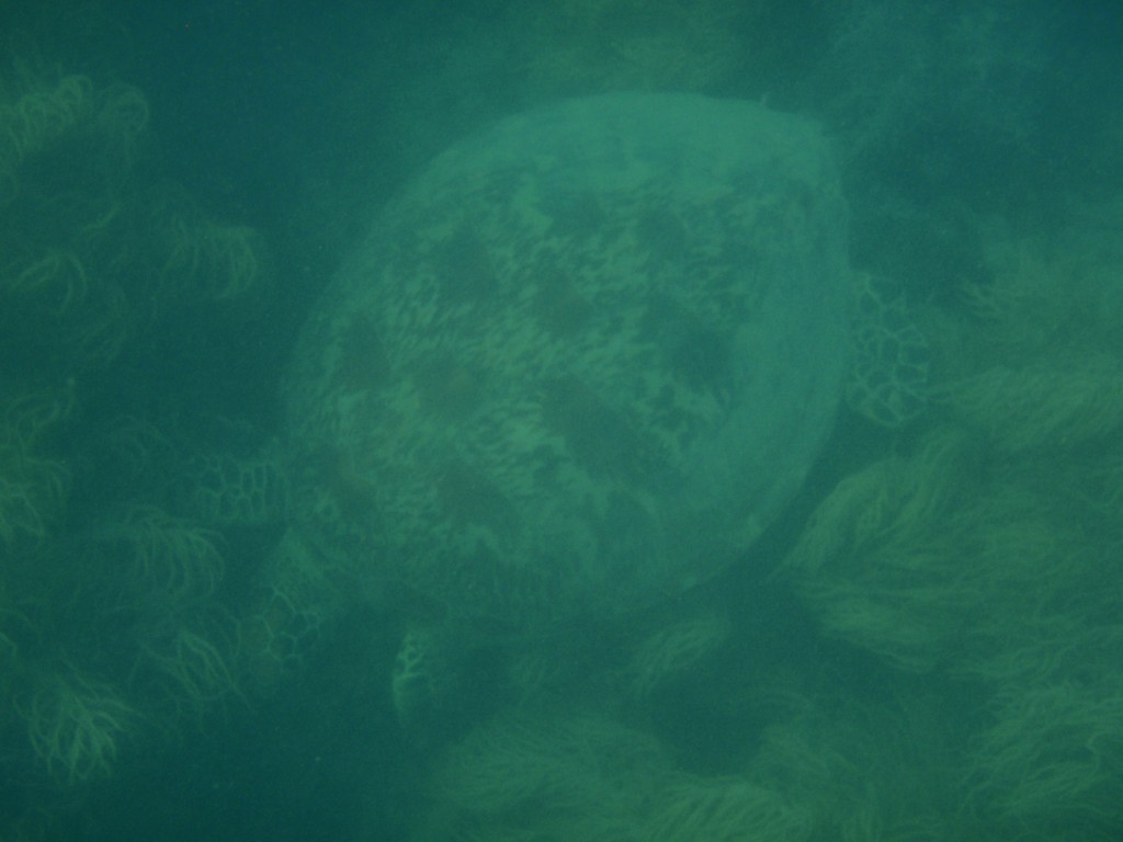 sm_P9064740.JPG