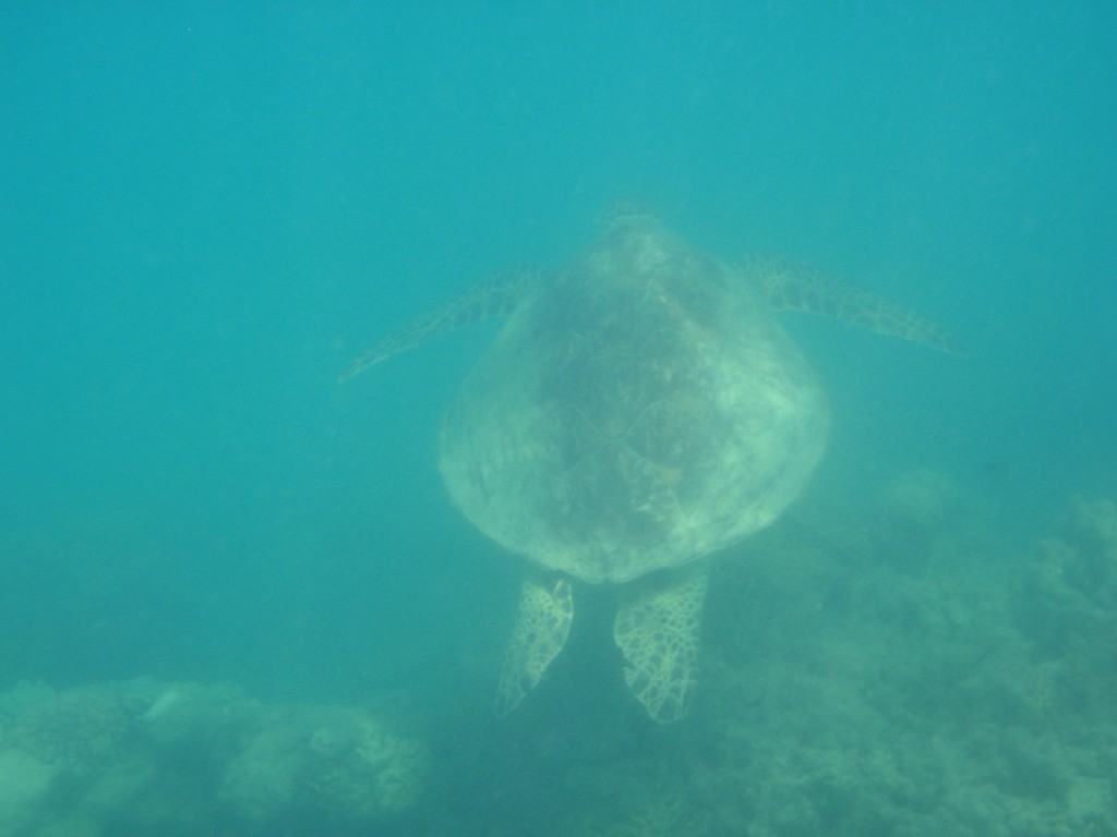 sm_P9064747.JPG