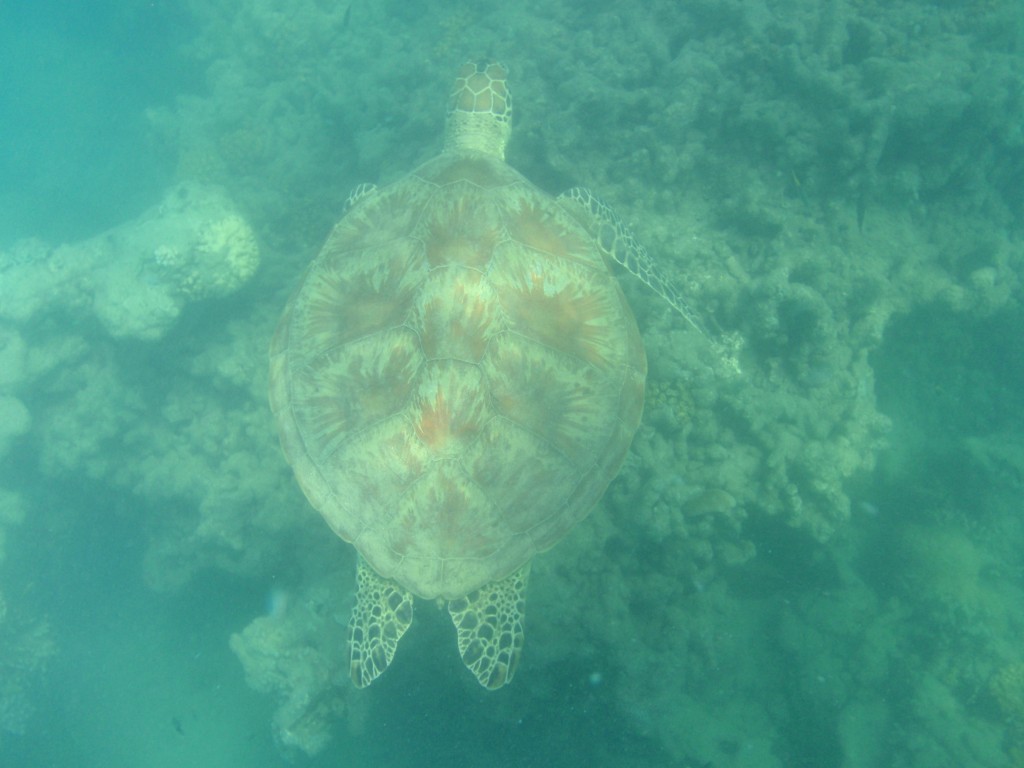 sm_P9064756.JPG