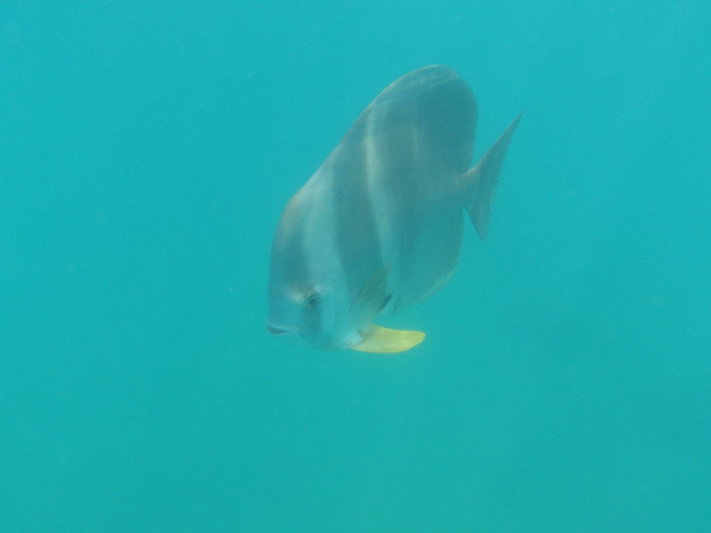 sm_P9064762.JPG