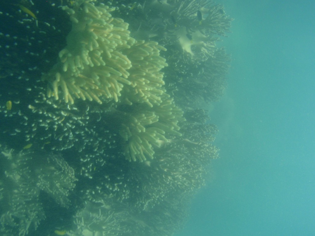 sm_P9064811.JPG