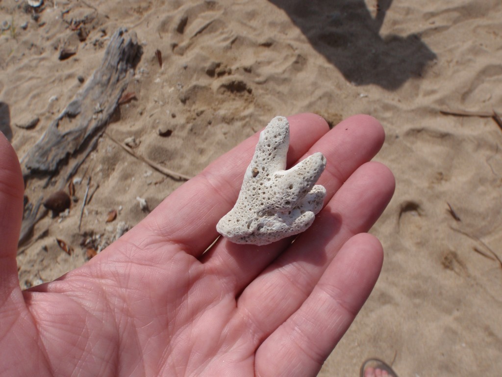 sm_P9064856.JPG